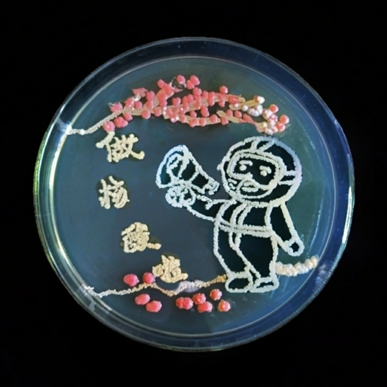 生科学院在省首届微生物培养皿艺术设计大赛中获佳绩